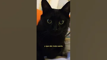 ¿Son sagrados los gatos negros?