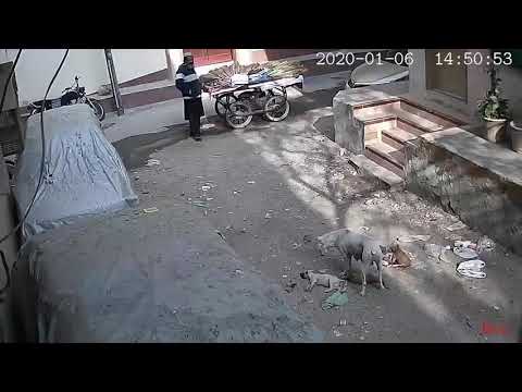 Don't Mess with Animal Like Dog. Kanial TV - YouTube