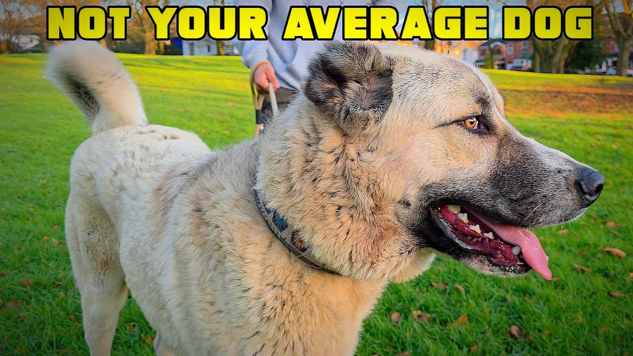 Прогулка с кавказским волкодавом (в реальной жизни)