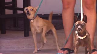 Coyotes on the prowl in Corona