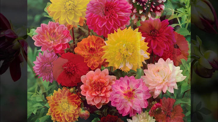 حديقة داهليا التجريبية Dahlia Trial Garden