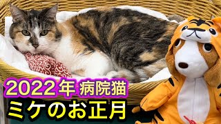 2022年病院猫のミケのお正月はこんな感じでした。