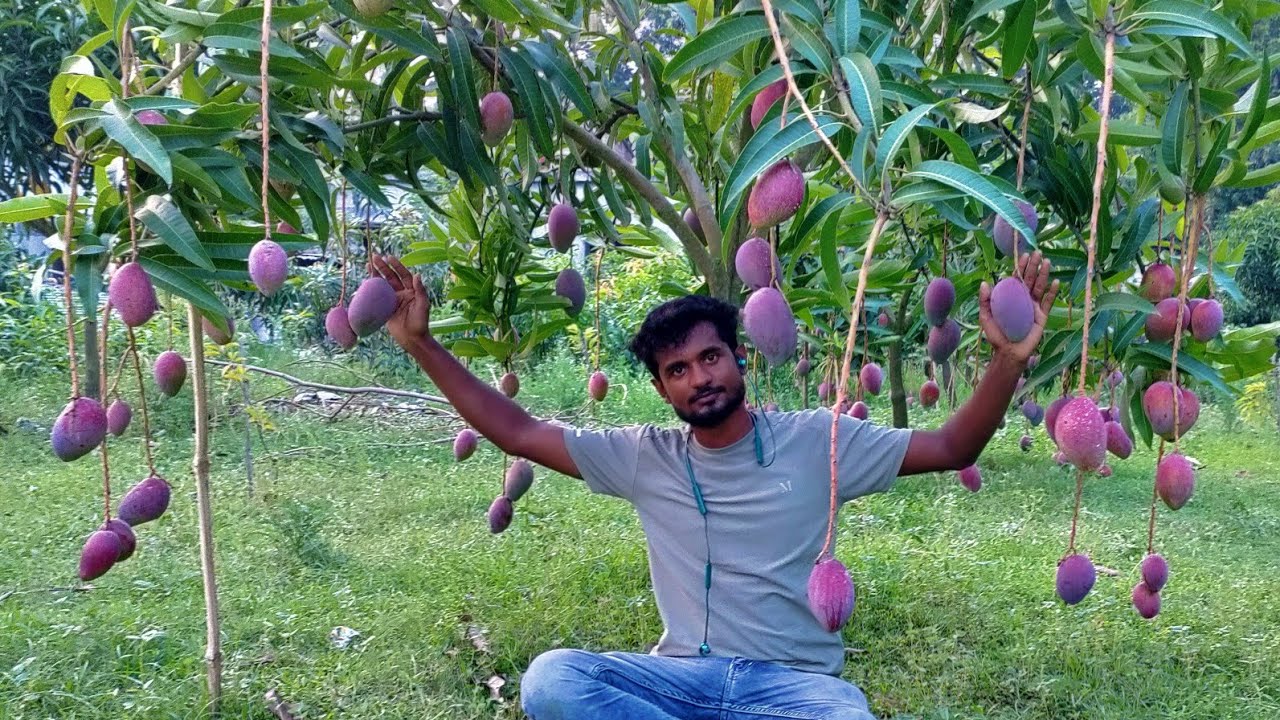 original-miyazaki-mango-plant-in-india-original-miyazaki-mango-best