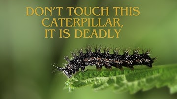 What Caterpillar is the Deadliest in the World?