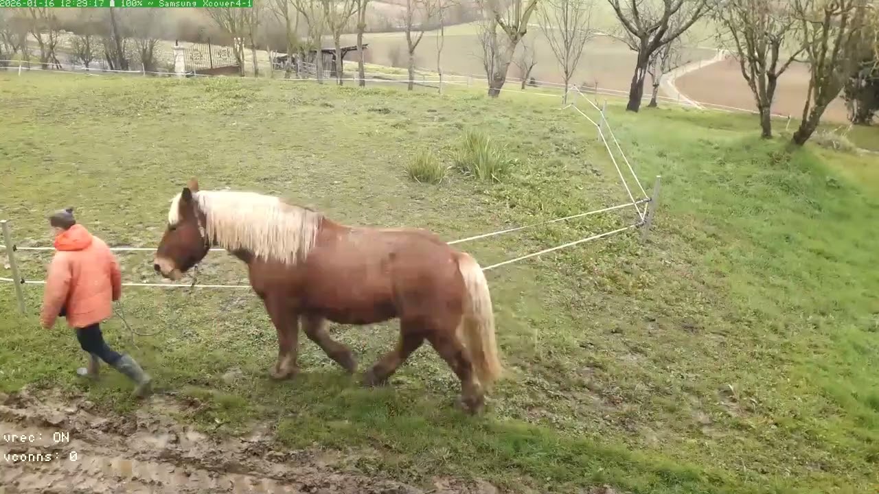 Diego comtois draft horse, New Horse Integration & Herd Dynamics, Horse Vlog, Horses spook, training