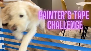 My Dogs React to the Painter’s Tape Challenge!