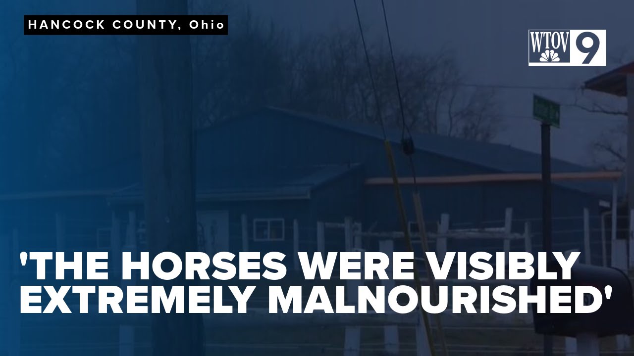 Man faces animal cruelty charges after neglected horses found in barn ...