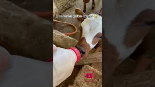 Yavru İneklerin Süt İçme Sevinci Tatlılıklarıyla Büyüleyen Görüntüler