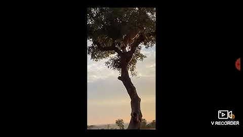 Lion & Leopard Fall Out Tree While Fighting For Food (Reversed)