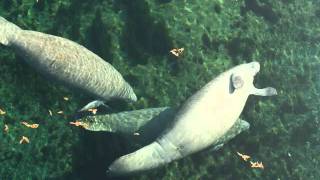 Central Florida Nature Adventures, LLC and the Wakulla River