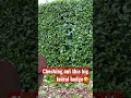 Check out this hedge!😆 #gardening #yardwork #gardener #hedging#shorts