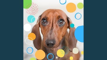 Sensational Backdrops for Resting Pets