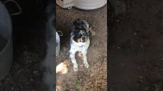 The Rare Species Known As Kaill