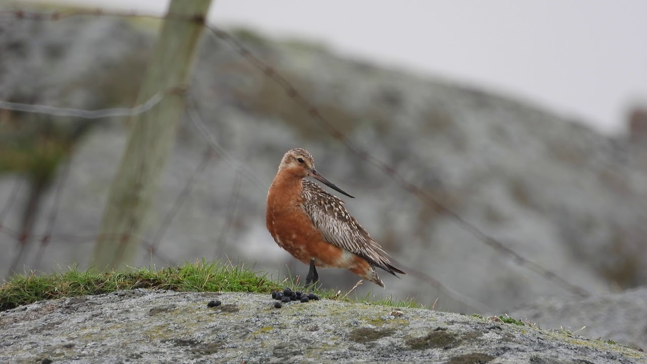 LAPPSPOVE ( BAR-TAILED GODWIT)