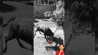 Bull Hits Tree, Here's Why #shorts