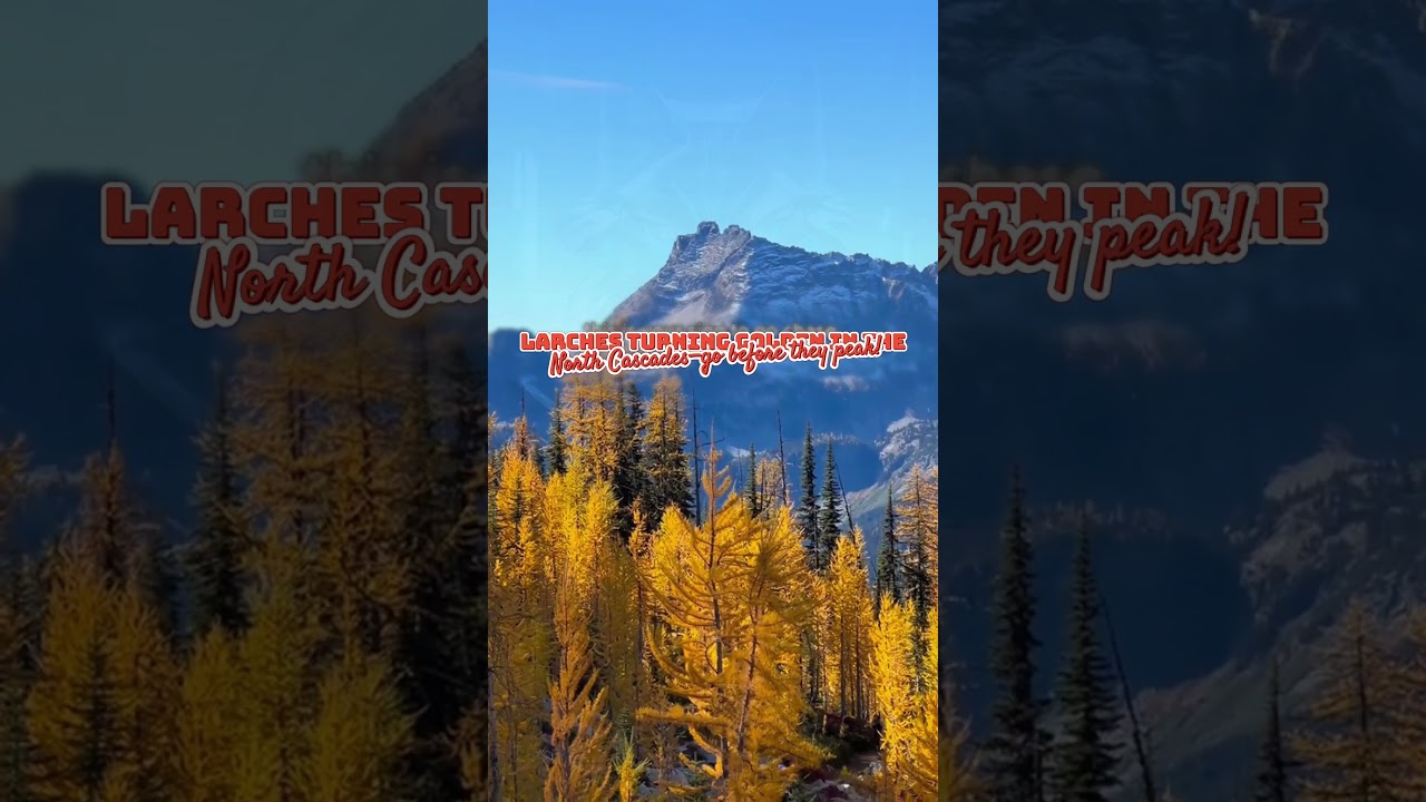 "Larches turning golden in the North Cascades—go before they peak! 🌲🍂" 