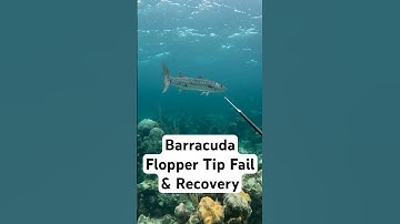Barracuda Flopper Tip Fail - Found Him Later #spearfishing #spearo #hunting #barracuda #polespear