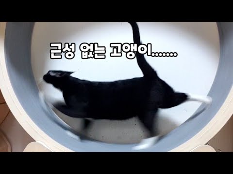 근성 없는 고앵이😣