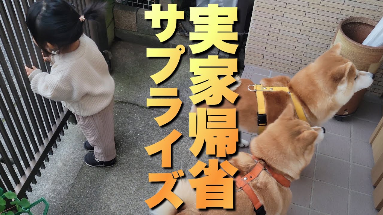 孫の手作りケーキを持って、柴犬とサプライズ実家帰省。涙したのは…まさかの…