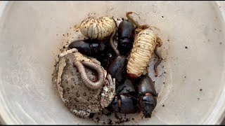 Great Time!!!! Catch Big Bullfrog and White Millipedes with Worms Wood near the House #insects #worm