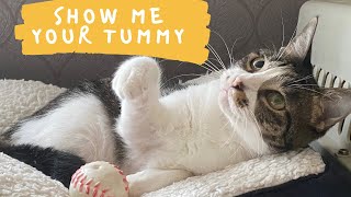 Cat doesn't want to show her tummy by The Shaw Cats 1,016 views 3 years ago 1 minute, 56 seconds