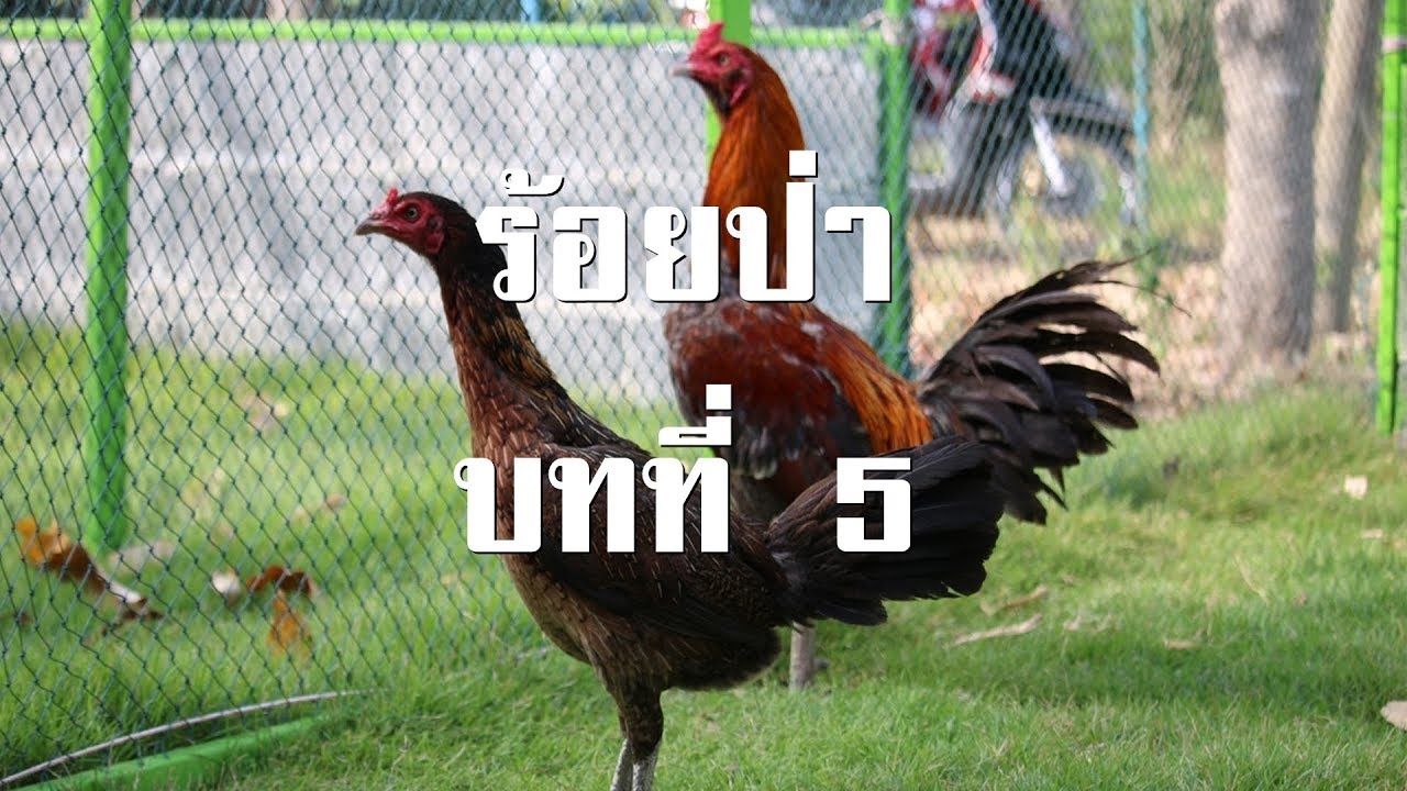 ร้อยป่า บทที่ 5 พิมเสนกับเกลือ ความยุติธรรมกับอำนาจ | สองยาม