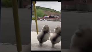 Watch Some Cute Dogs To Brighten Your Day