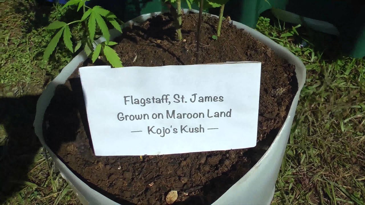 Jamaica 2015 High Times Weed Expo