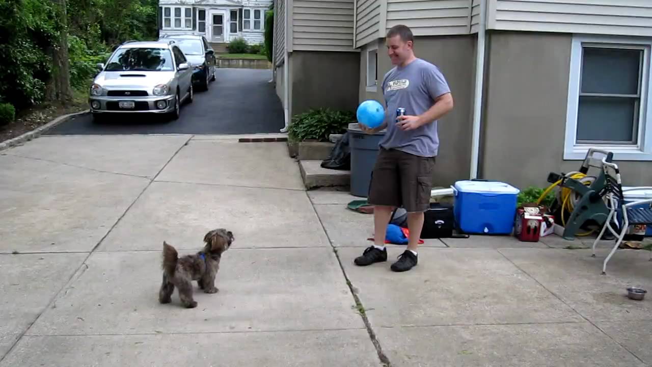Grizzly dog/ puppy plays soccer/ volleyball, plays catch YouTube