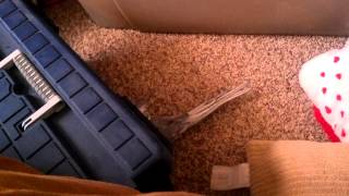 Beakers Not-So-Exciting Floor Adventure