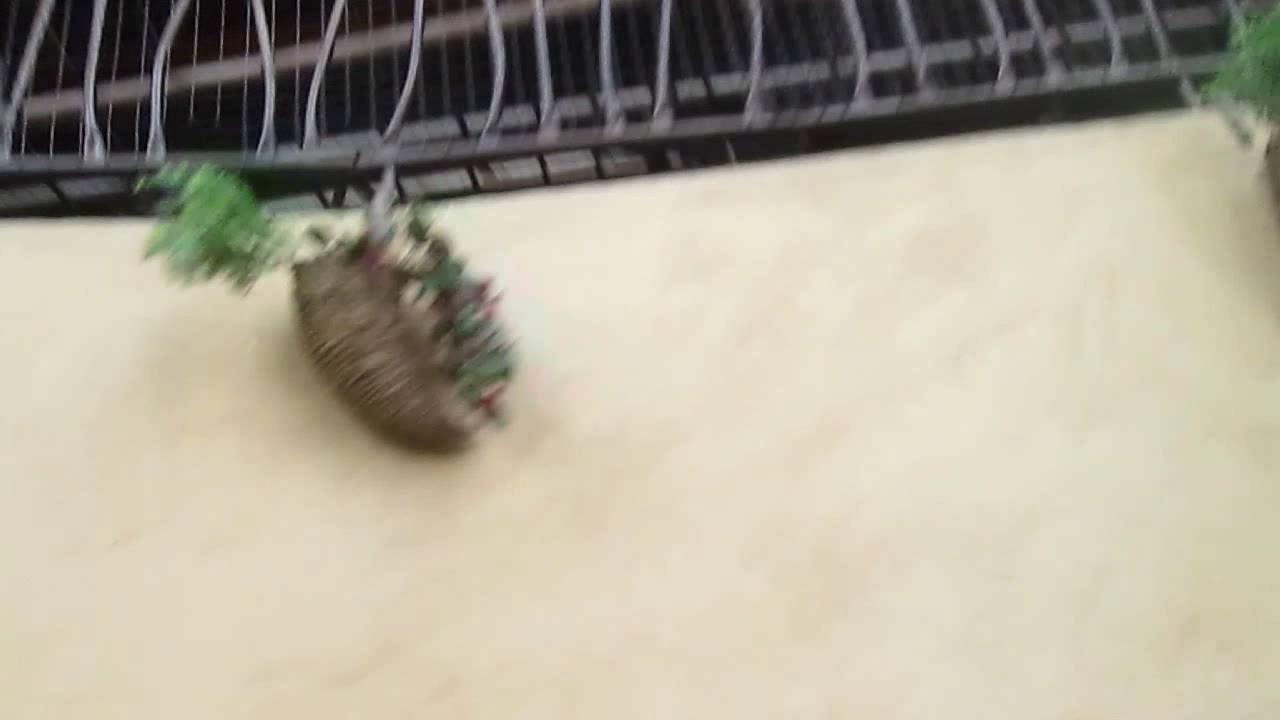 Phantasialand - Winja´s Fear