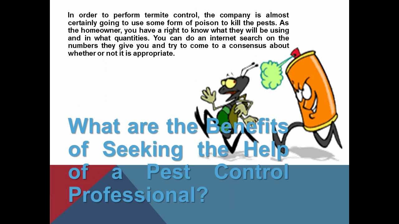 Flea Control Pests Professional Pest Control Service YouTube