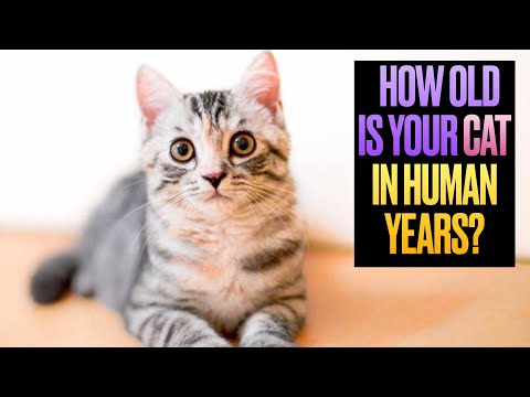 Video: Katteår Til Menneskeår: Hvor Gammel Er Min Kat?