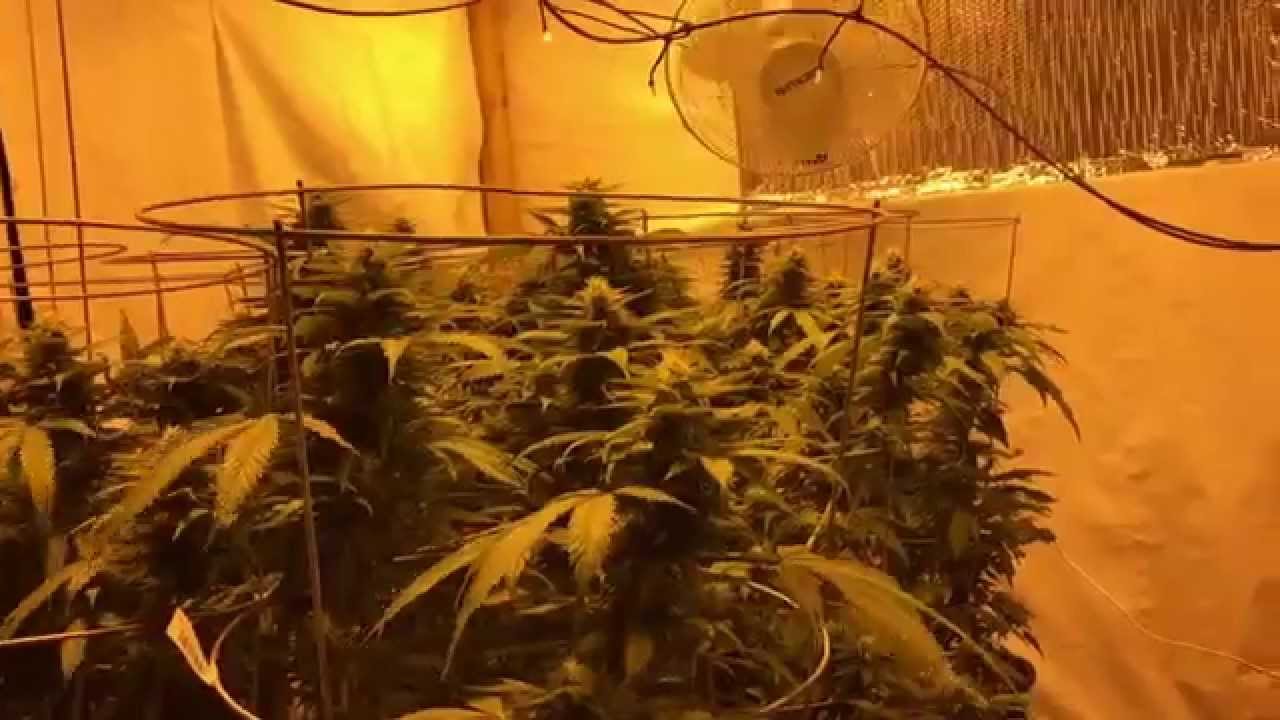 C note gardens grow journal week one