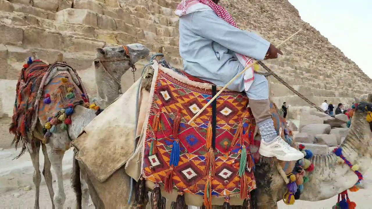 Day 207 Camel ride at the Great Pyramid