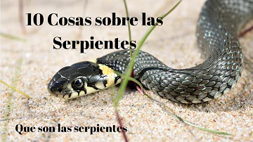 ¿Cuál es la función principal de la serpiente?