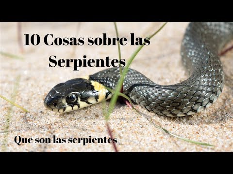 Video: Todo Sobre Las Serpientes: Datos E Información Sobre Las Serpientes