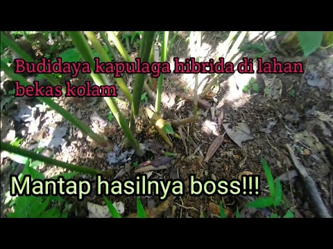 Video: Mimulus (60 Foto): Gincu Terbuka Untuk Tanah Terbuka, Mimulus Merah (ungu) Dan Kuning, Hibrid Dan Brindle, Penanaman Dan Penjagaan