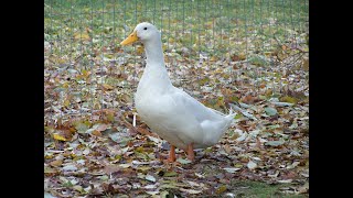 How To Butcher A Duck- Part 2