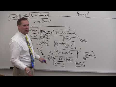 Protein Mediated Transport