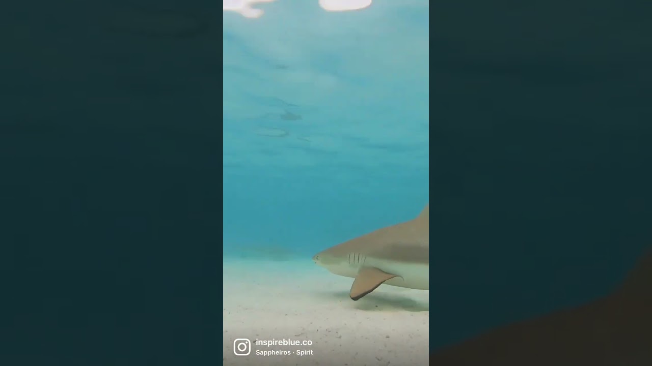 Shark Lovers 🤙🏼🤍