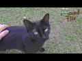 tierisches Vergnügen auf senkrechter Leiter mit Mount-Flix / animal pleasure with Mount-Flix 07-2022