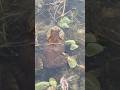 Frog 🐸 Big Big Big Frog 🥠❠️ Frog Lake Nature Frog 🐸 Big Big Big Frog 🥠❠️ Frog Lake Nature