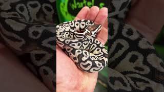 Pastel TSK Axanthic 50% Het Clown Ball Python