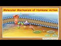 Molecular Mechanism of Hormone Action | Molecular Mechanism Explained Simply.