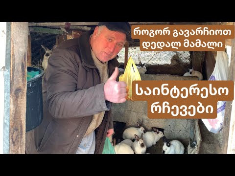 მებოცვრეობა, როგორ გავარჩიოთ დედალ მამალი? საინტერესო რჩევები