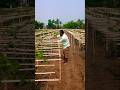 Farmer Caring for Pointed Gourd After Heavy Rain #shorts