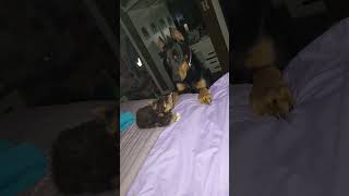 Famous #besides the #fact that #Kingston #bad as #f anyway he so #jealous but #rodger is not #scared of him Net Worth