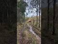 Brumby Hunting 👀 #horse #equine #nature #wildlife #veteran #australia #stopthecull #savethebrumbies