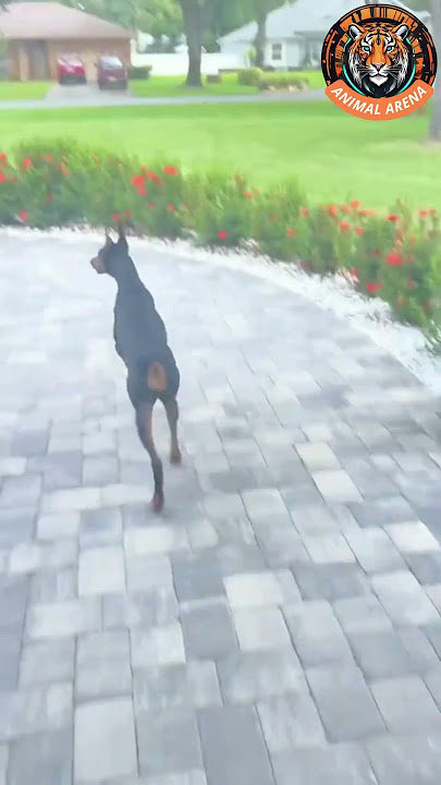 This Doberman Doesn’t Back Down! 🔥 Ultimate Home Protector!